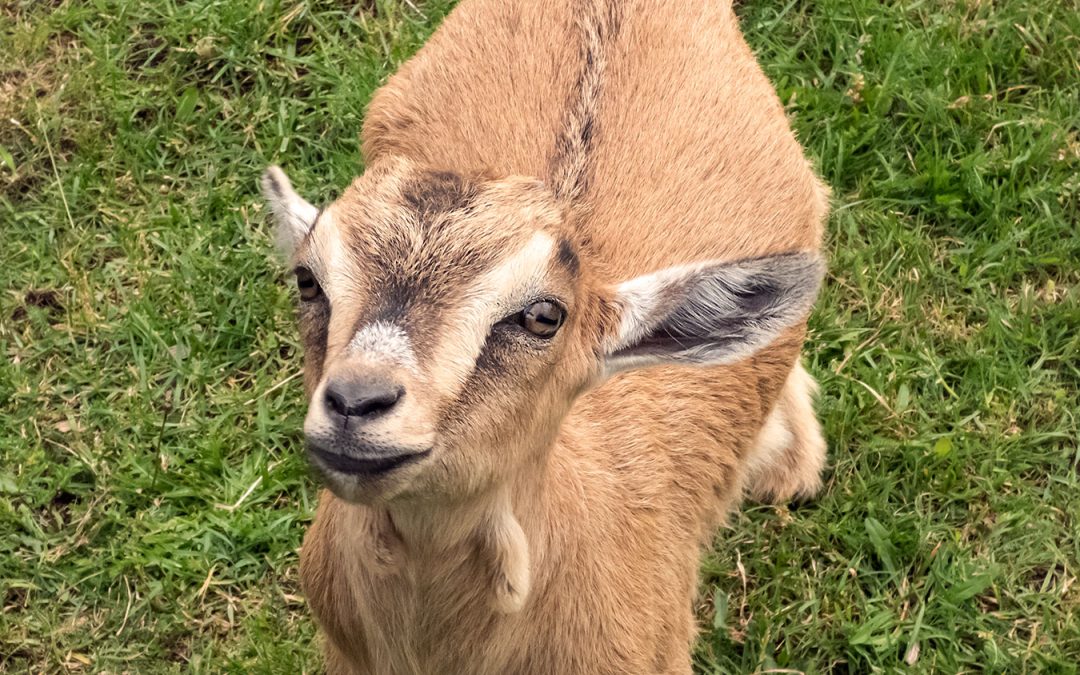 Nyt liv vinder frem i farmparken