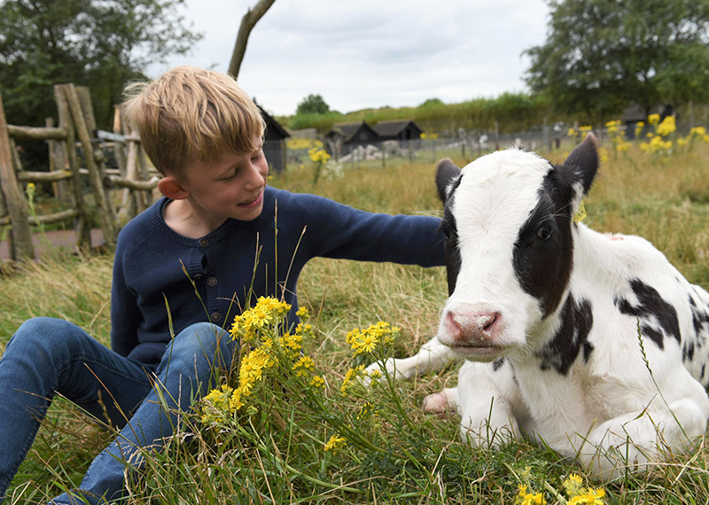 img_farmpark_ko Pige ligger op ad koen.