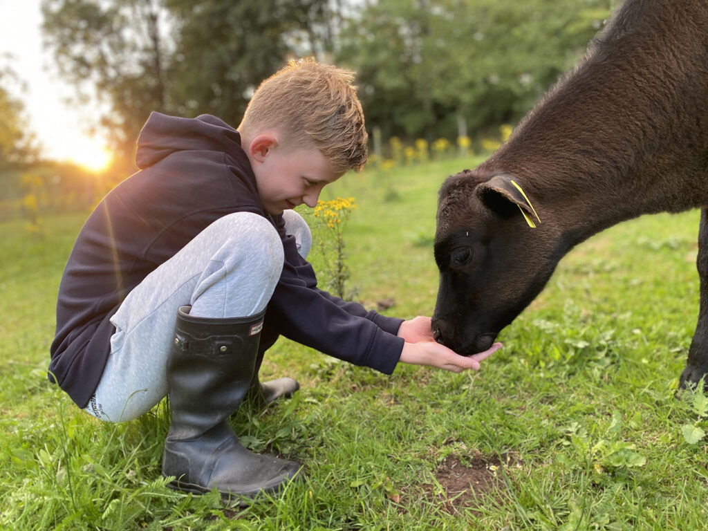 Billede af oplevelse nær Aalborg, dreng fodrer ko