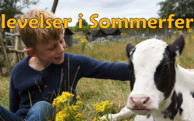 Hvad kan man lave i sommerferien i Nordjylland?